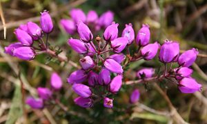 Bell Heather, Wikimedia Commons
